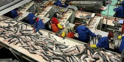 阿拉斯加海鮮加工廠疫情暴發 96名員工確診新冠肺炎，海產品加工安全引關注